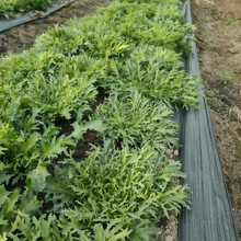 Yellow Streak Sonchus Seeds