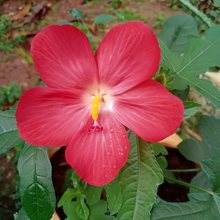 Red Flowering Okra Seeds