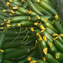 Green Citrullus Seeds