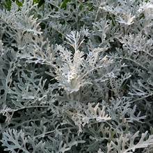 Dusty Miller Seeds - Silver Gray Leaves