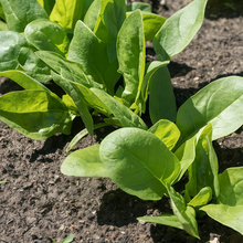 Spinach Seeds