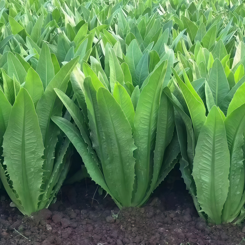 Lactuca Sativa - Green Larger Packet High Germination 3000-15000 Onsaleseeds