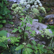 Heracleum Hemsleyanum Seeds