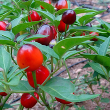 Cherry Pepper Seeds