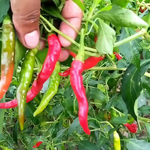 Red Conoides Pepper Seeds