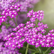Yarrow Seeds - Pink