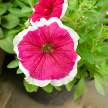 Mix Petunia Seeds