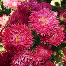 China Aster Seeds - Bright Red