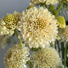 Scabiosa Seeds - Yellow