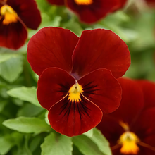 Pansy Seeds - Pure Red