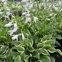 Hosta Seeds