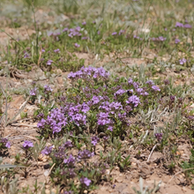 Creeping Thyme Seeds Lavender Beautiful Ground Cover