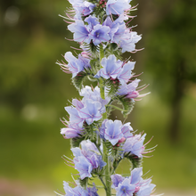 Blue Vipers Bugloss Seeds