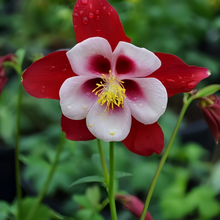 Red Columbine Seeds