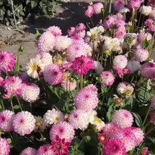 China Aster Seeds - Light Pink