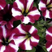 Purple White Petunia Seeds