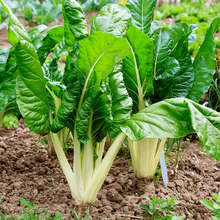 Swiss Chard Seeds - Green Leaf White Stem