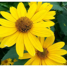 Heliopsis Seeds - Yellow