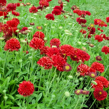 Red Double Zinnia Seeds
