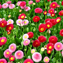 Red English Daisy Seeds