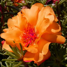 Moss Rose Seeds - Red