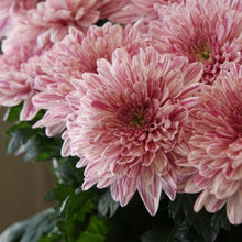 Candy Chrysanthemum Seeds