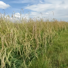 Ryegrass Seeds