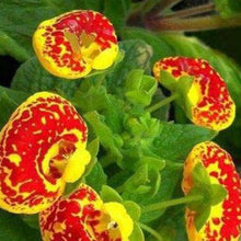 Pocketbook Flower Seeds - Mix