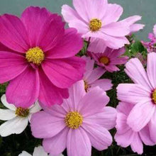 Mix Cosmos Seeds
