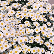 Swan River Daisy Seeds - White