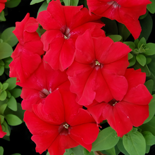 Red Petunia Seeds