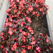 Begonia Cucullata Seeds Copper Leaf Red Flower