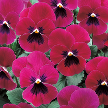 Pansy Seeds - Wine Red With Spots