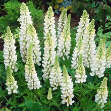 Lupine Seeds - White