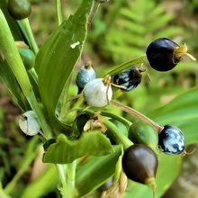 Yellow Jobs Tears Seeds