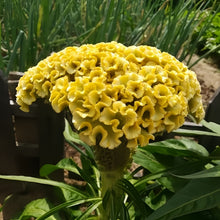Yellow Celosia Seeds