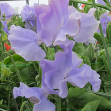 Blue Sweet Pea Seeds