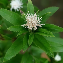 Black Atractylodes Seeds