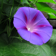 Blue Morning Glory Seeds
