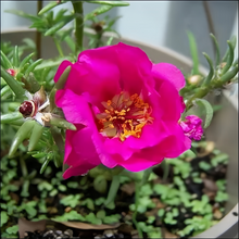Moss Rose Seeds - Rose Red