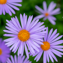 Snowy Blue Aster Seeds