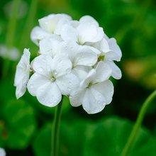 Pelargonium Seeds - White