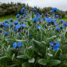 Blue Cape Forget-Me-Not Seeds