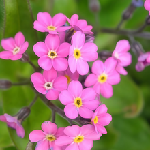 Forget-Me-Not Seeds - Red