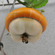 Cense Orange Squash Seeds