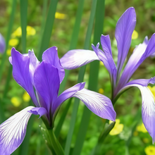 Iris Seeds - Blue