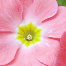 Red Petunia Seeds