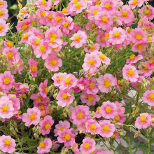 Sun Rose Seeds