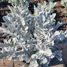 Dusty Miller Seeds - Old Crow