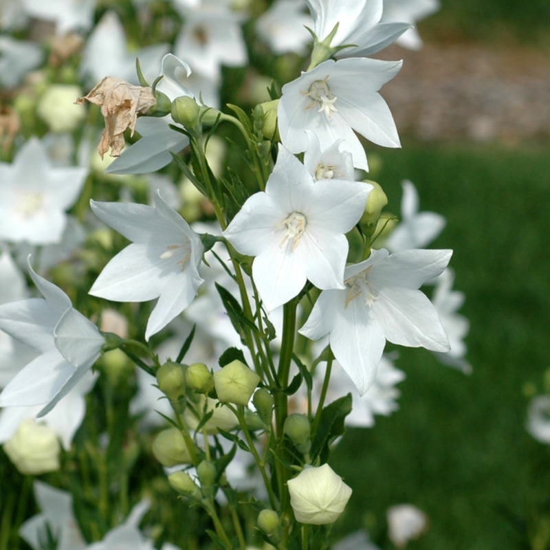 Platycodon Grandiflorus(Jacq.) A. DC. Seeds - White Larger Packet High Germination 2000-10000 Onsaleseeds